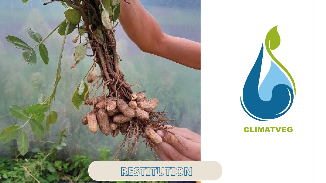 Diversification des cultures en maraichage : Arachide et Pastèque