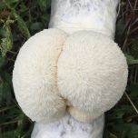 Organic Lion's mane (Hericium erinaceus) Dual Extract 8:1