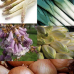 Sweet potatoes, chicory roots, strawberries, leeks, saffron, paulownia, berries, asparagus, rhubarb.