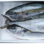 NORDIC KINGFISH HIRAMASA
