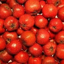 Organic Hawthorn Fruit Powder