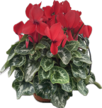 CYCLAMEN