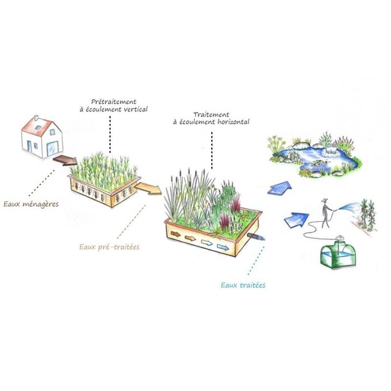 Plantes pour phytoépuration / lagunage