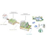 Plantes pour phytoépuration / lagunage