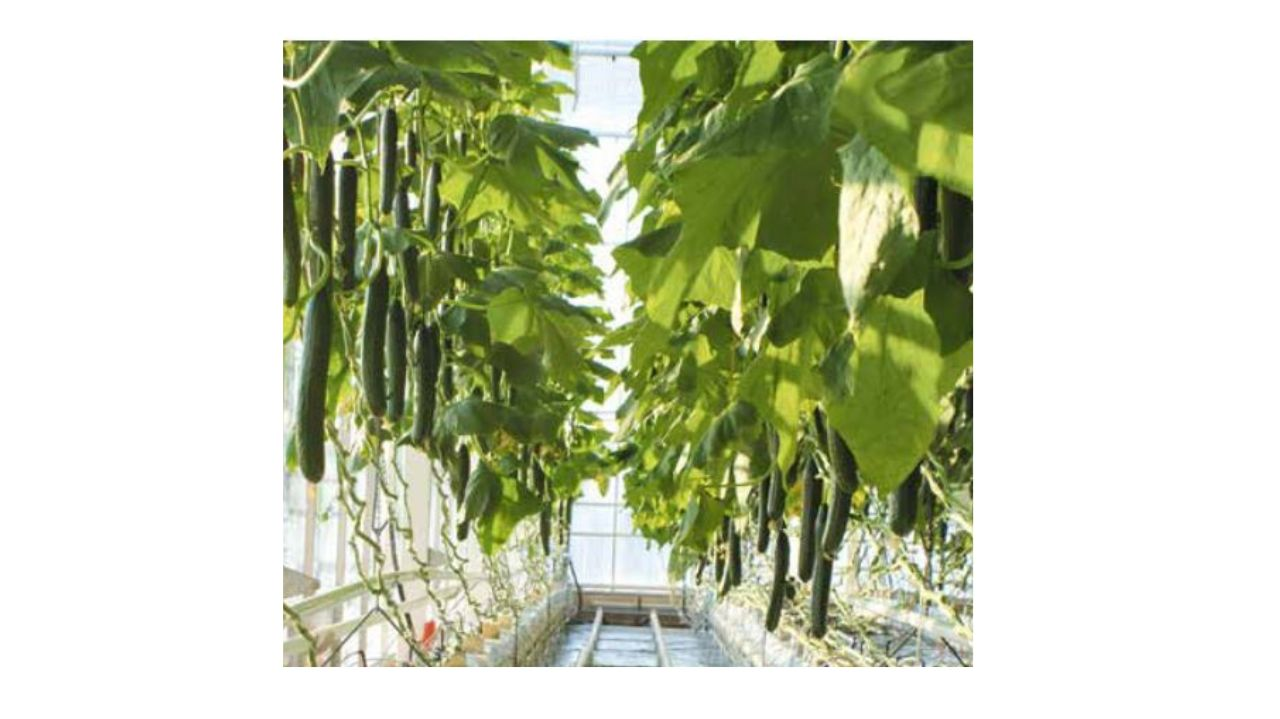 Table-ronde : Innover pour la compétitivité : le concombre sur fil haut en Pays-de-la-Loire