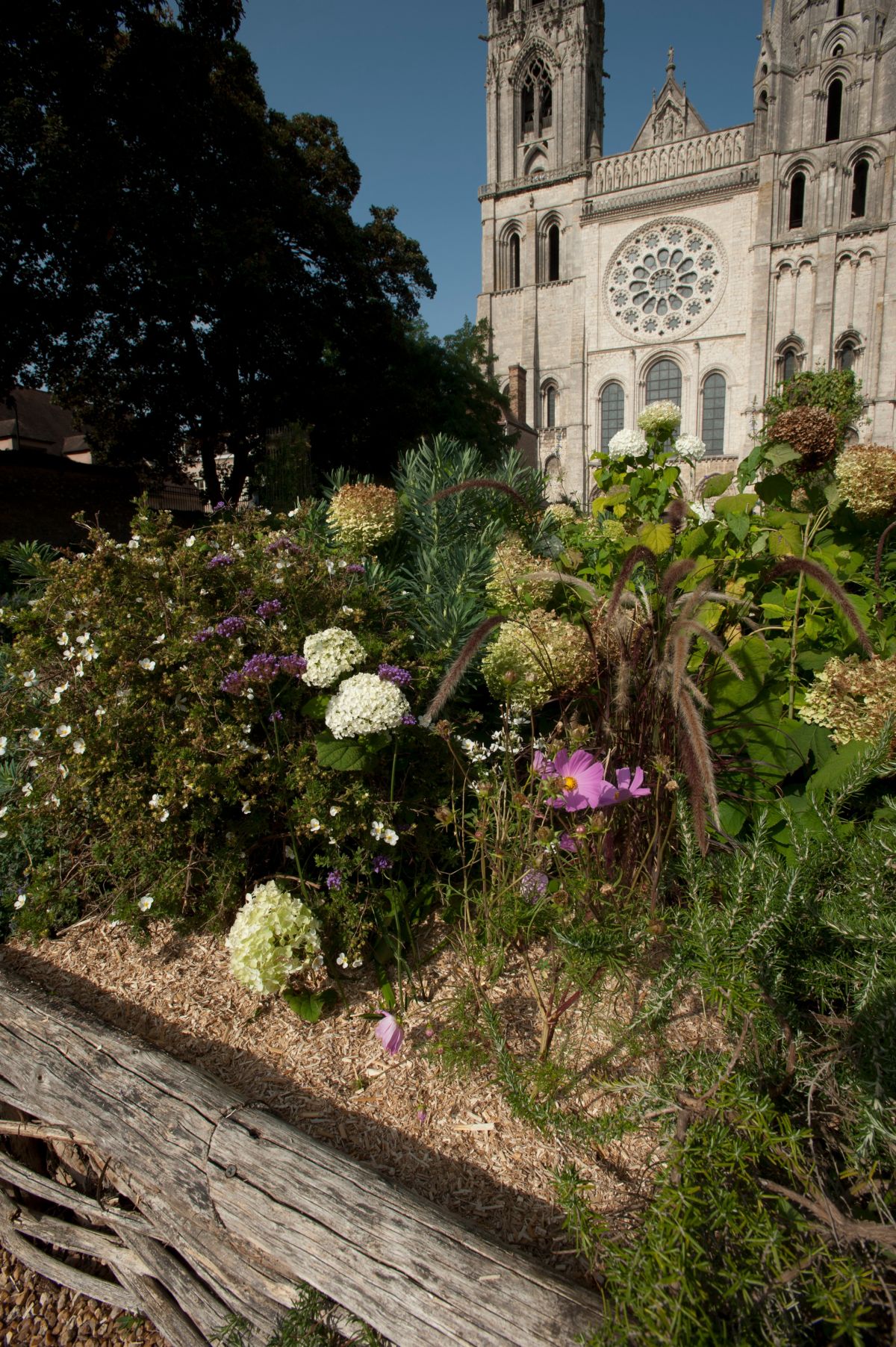 Miscanthus giganteus
