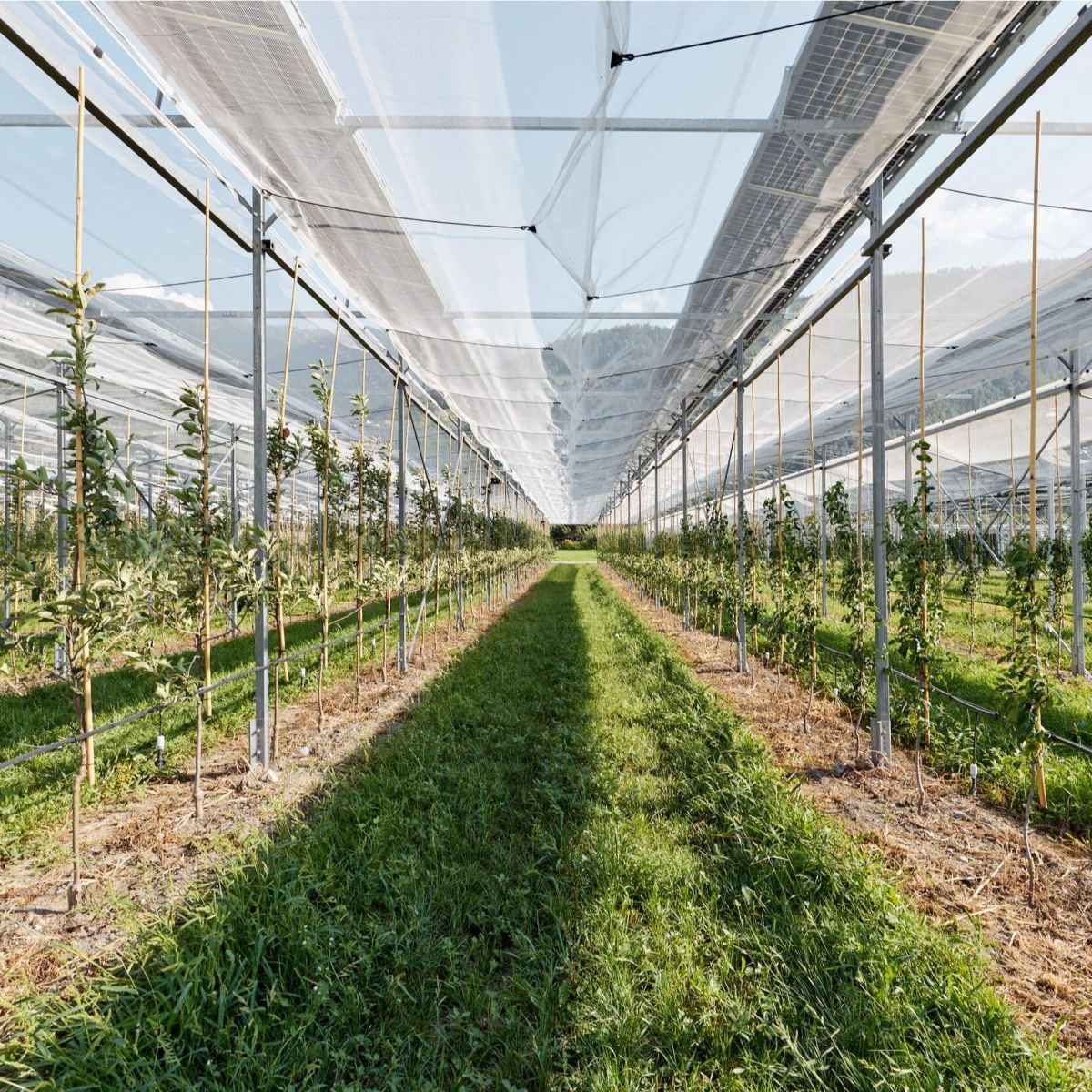 Agri-PV sur les vergers