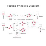 Brucella Coombs Test Kit