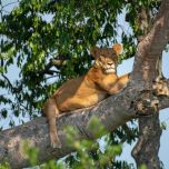 11-Day Safari: Murchison Falls, Chimp Trekking & Gorilla from $4210