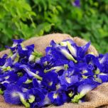 KUPU-KUPU BUTTERFLY PEA