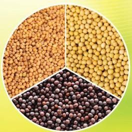MUSTARD SEEDS