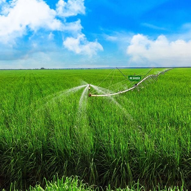 Pivô Canavieiro Bauer