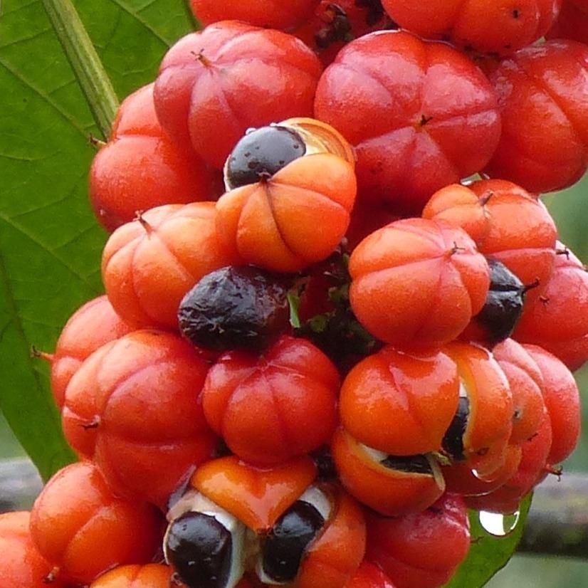 Guarana