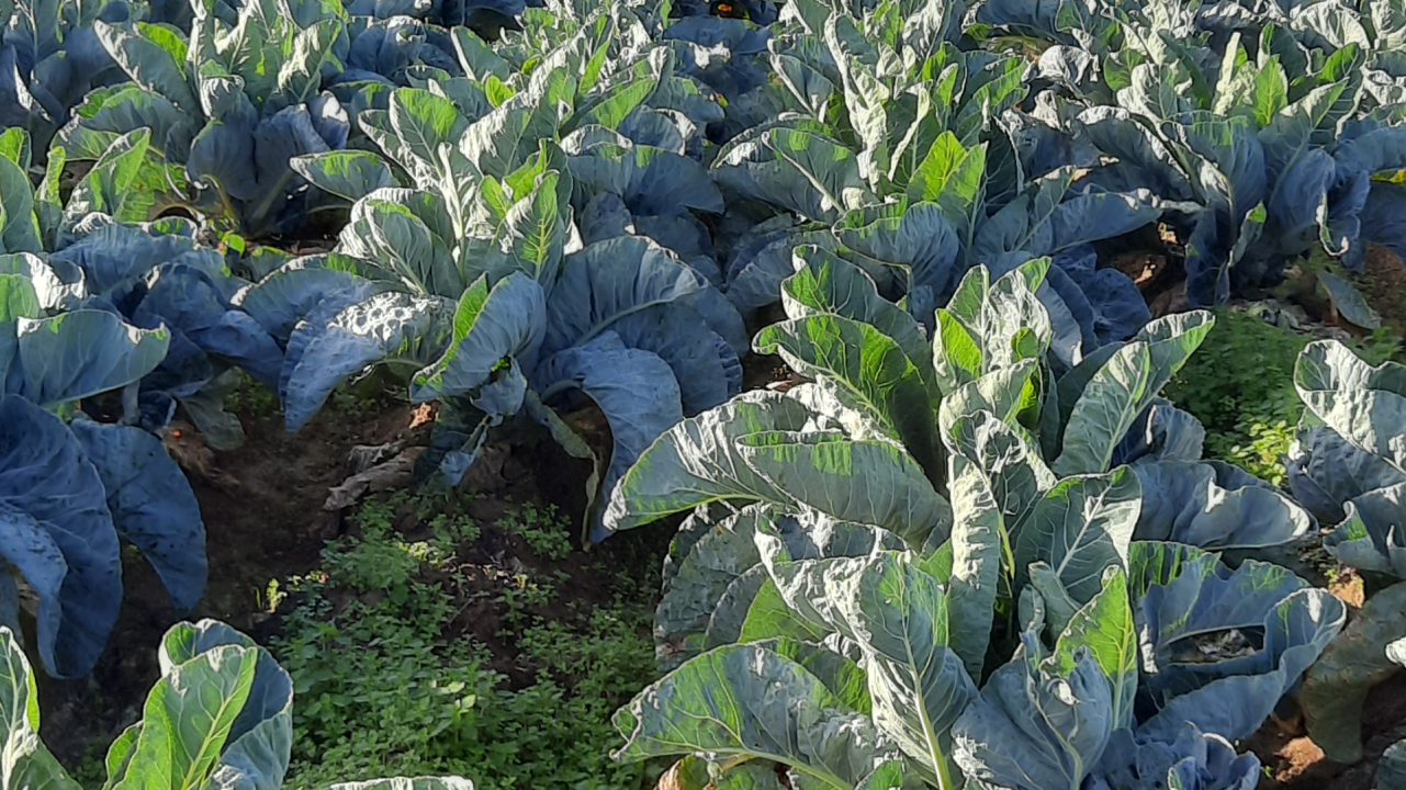 Lutte contre les mouches en choux à inflorescence
