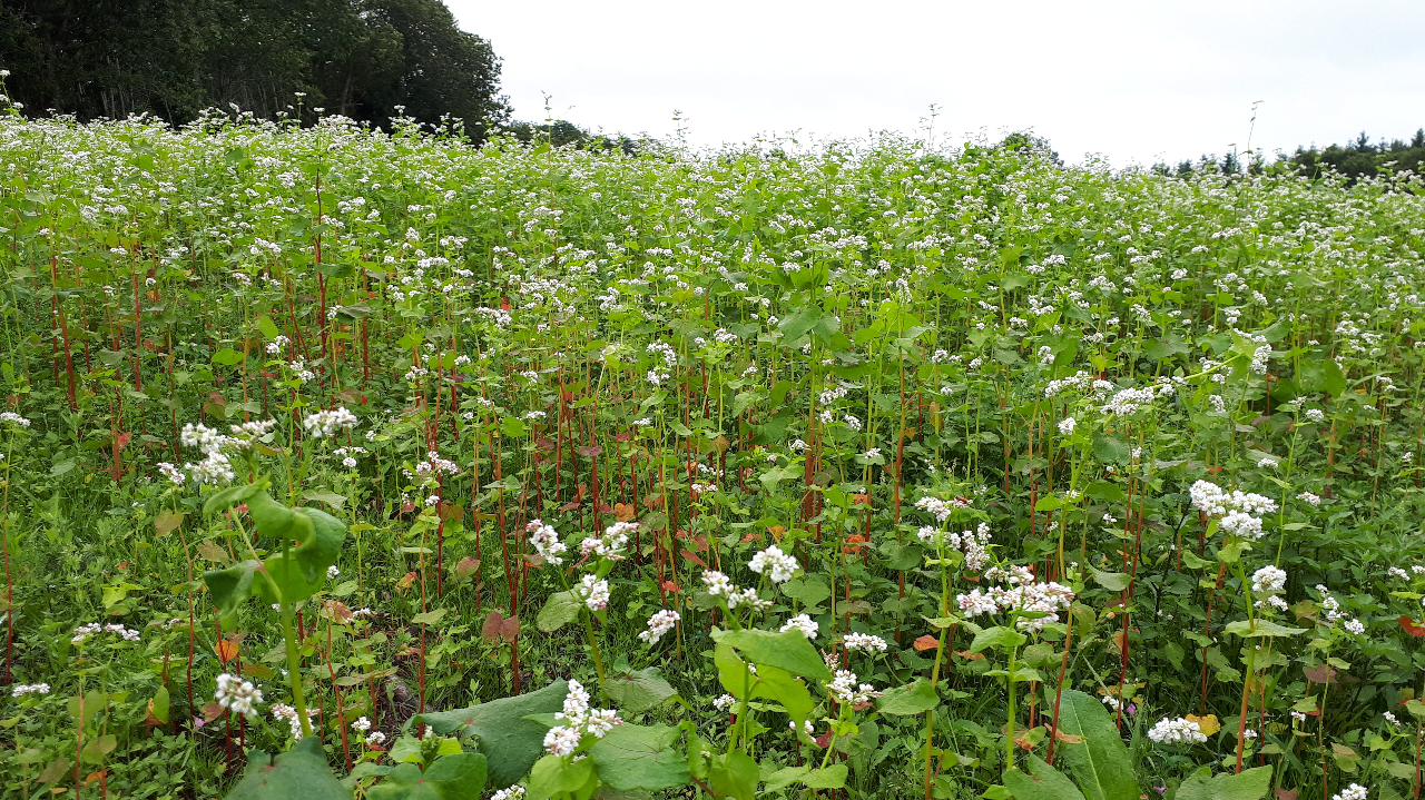 Diversification agricole : l’exemple du sarrasin en Pays de la Loire