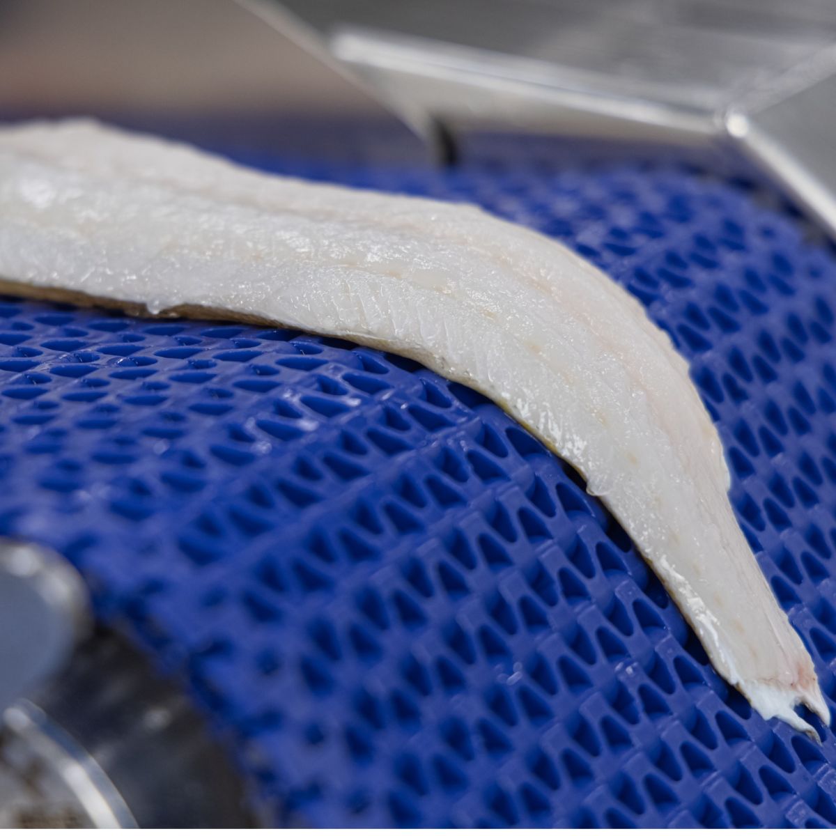 Whitefish Filleting with BAADER - Maximize Yield