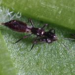 Vespiformis-System : La solution contre les thrips des feuilles