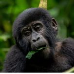 4 Days Uganda Gorilla Safari