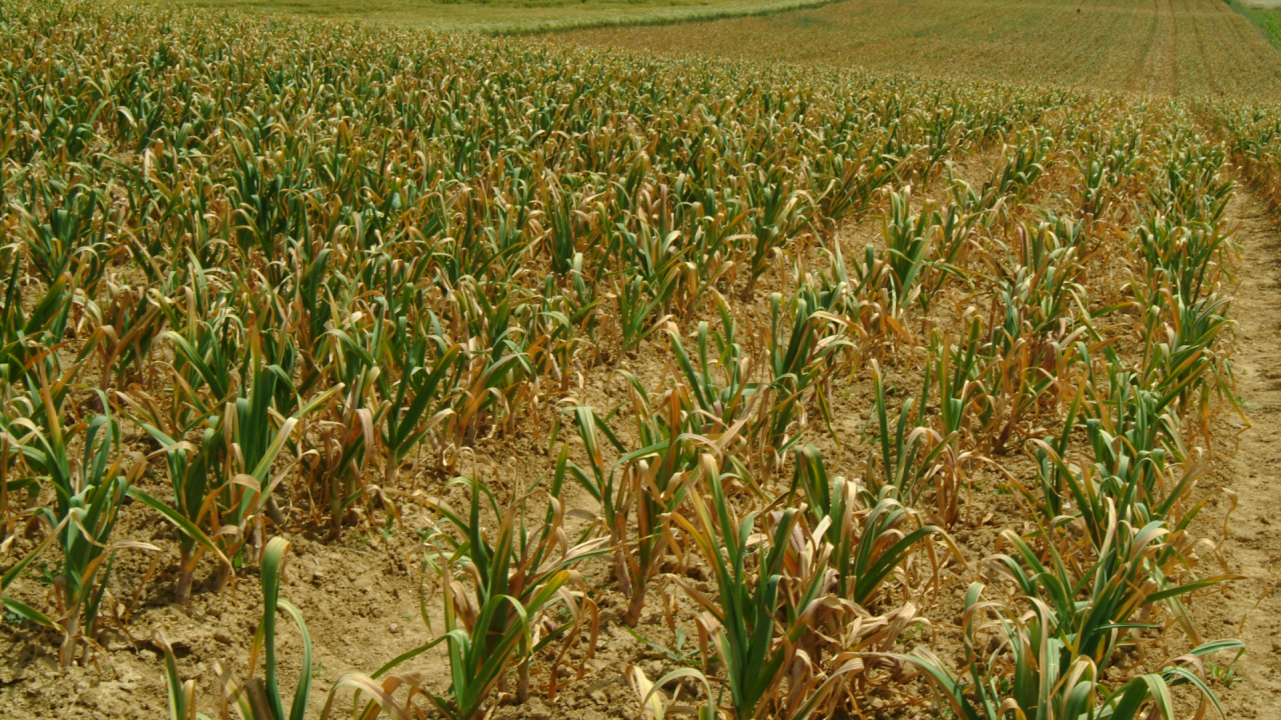 Lutte contre les champignons en ail