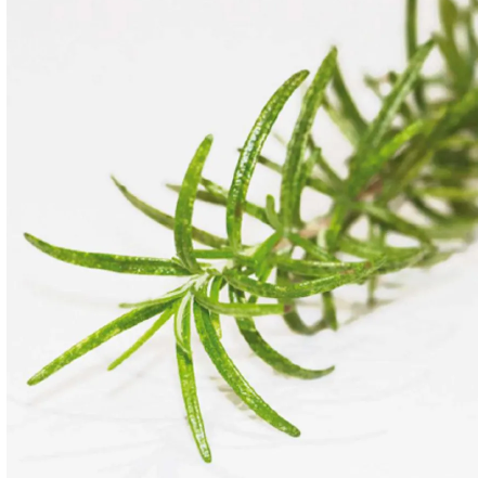 Rosemary Antioxidant - SANTIOX™