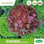 Gamme Laitues Résistantes au Corky Root