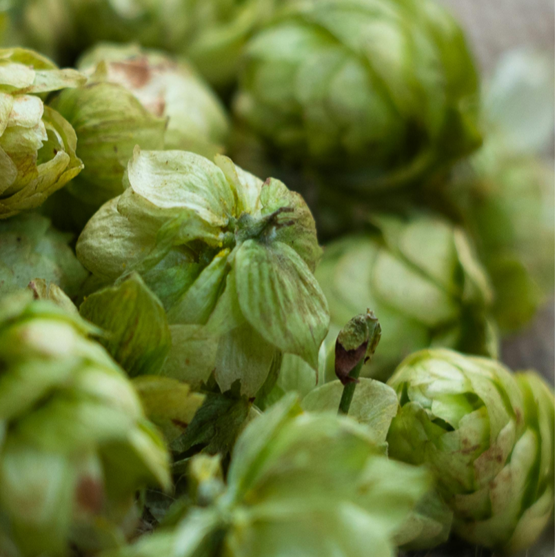 OnyXen® H (Hop Extract)