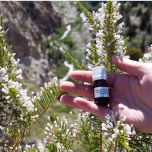 Fabiana (Fabiana imbricata) essential oil