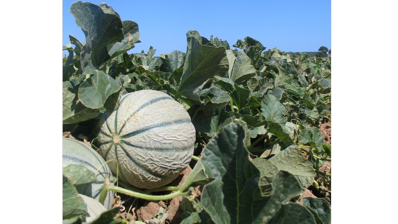 Lutte contre les pucerons sur cucurbitacées