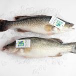 Murray Cod (Maccullochella peelii)