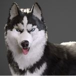 NAMSON digital Artworks