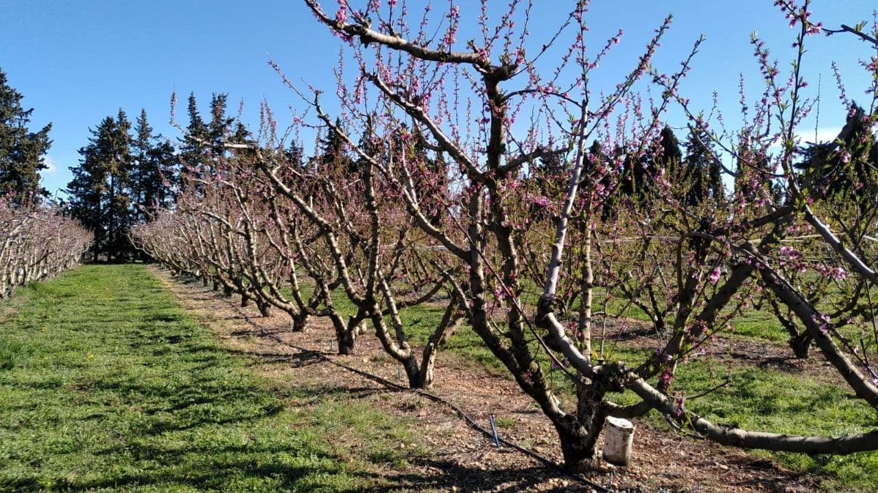 Adapter la dose de produit phytopharmaceutique en fonction de l’évolution de la végétation en verger de fruits à noyau, bilan du projet ADOPA.