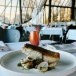 Barramundi (Lates calcarifer)