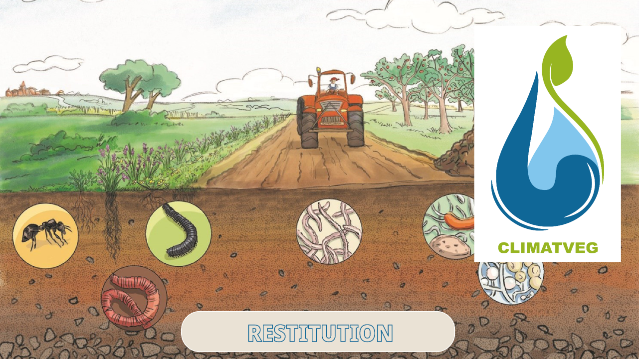 Cultures maraîchères et changements climatiques : Améliorer la résilience grâce à la microflore du sol