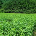 Ginkgo biloba extract