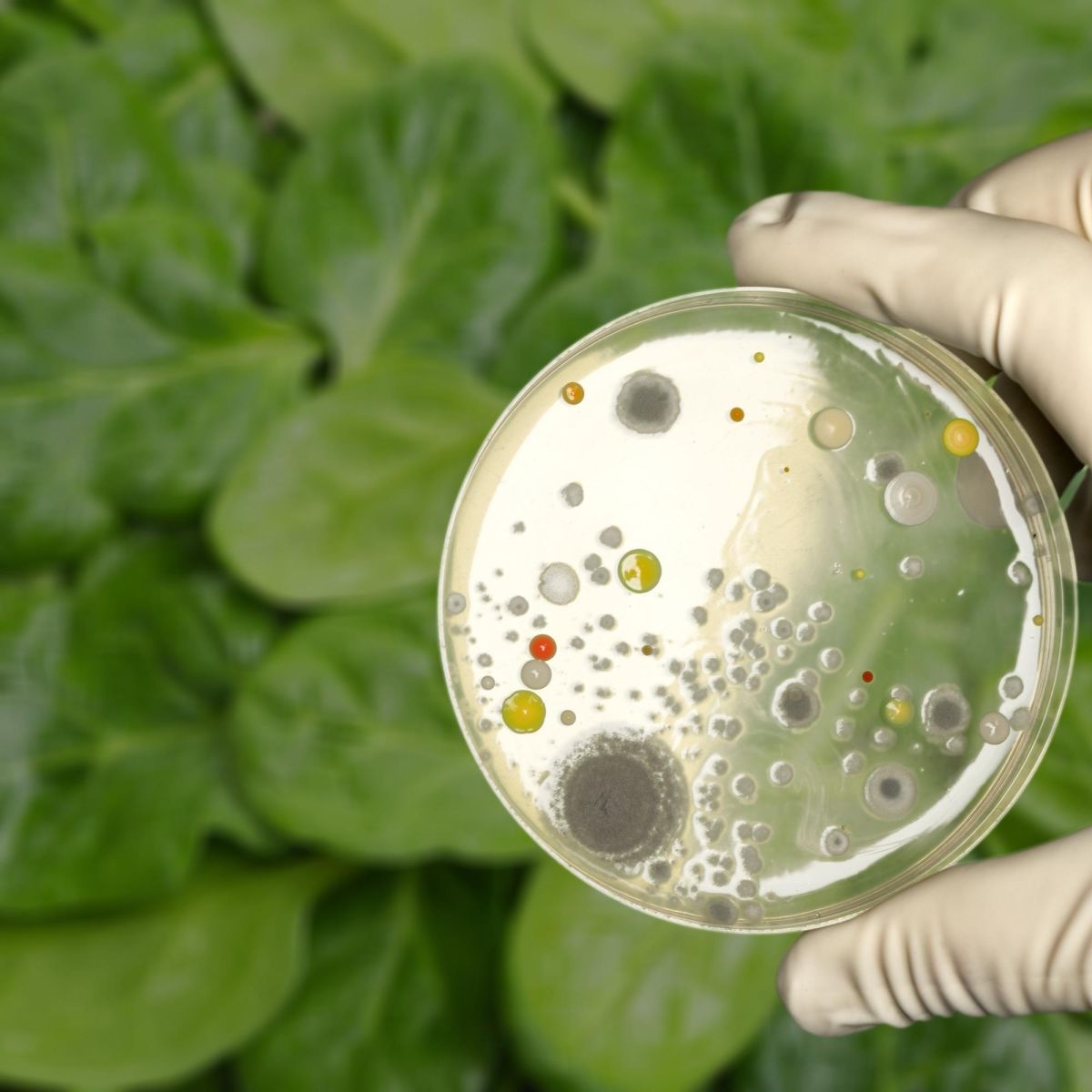 Microbiological Food Safety task force