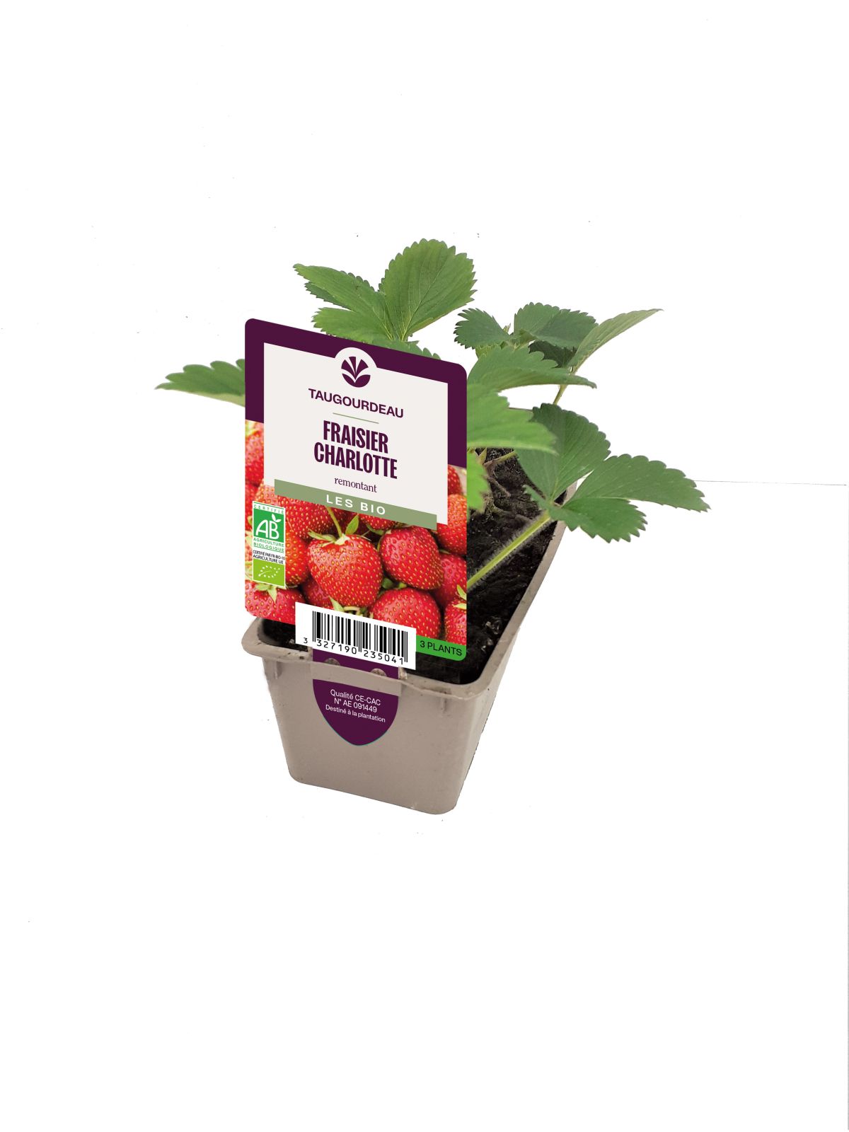 Fraisier remontant Charlotte