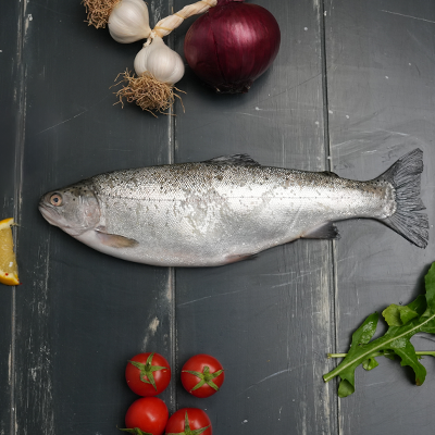 Rainbow Trout