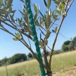 Tuteurs Vigne | Vergers | Oliviers