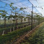 Spécialiste dans l'évaluation des nouvelles variétés de Kiwi