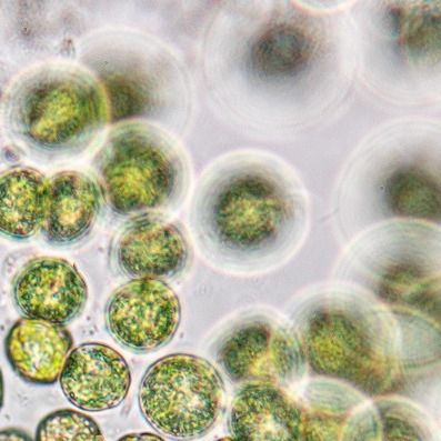 Vegan Maris DHA Algal Powder, plant-based Omega-3