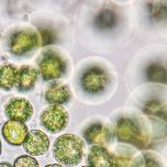 Vegan Maris DHA Algal Powder, plant-based Omega-3