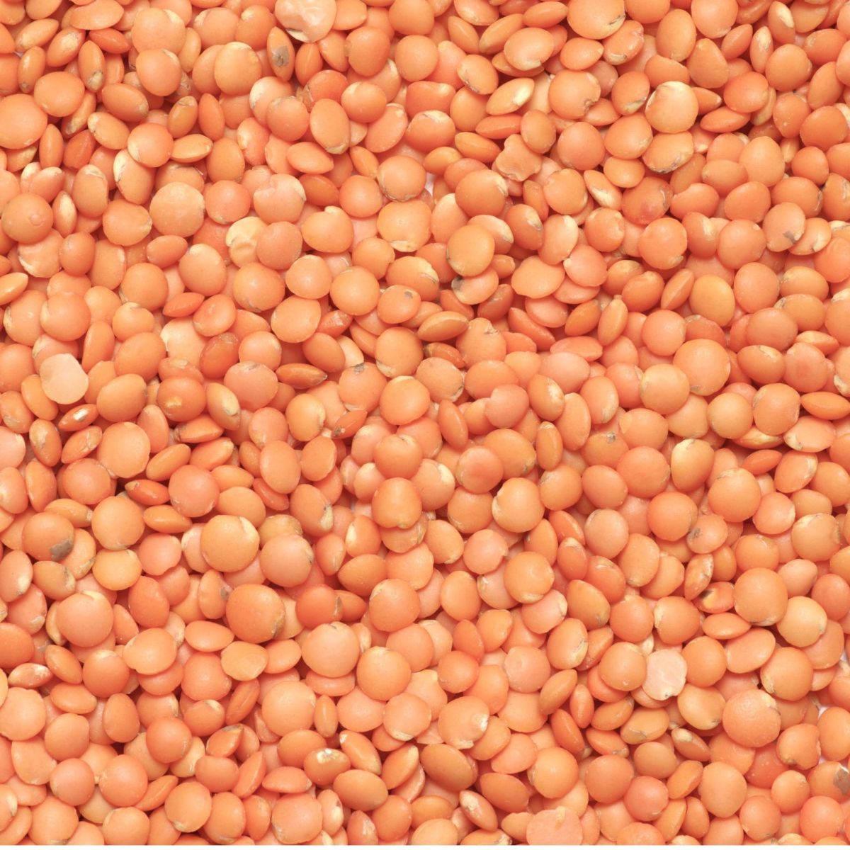 ATURA Red Lentil Protein Concentrate