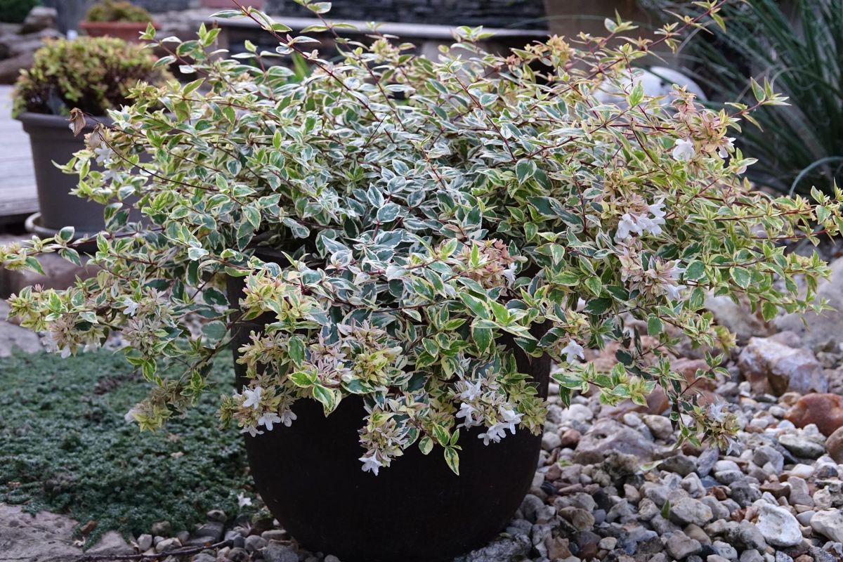 Abélia TRICOLOR CHARM®