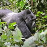 Book the Ultimate Gorilla Trekking Adventure: 5 Days in Bwindi at a Special $2,200 Discount!