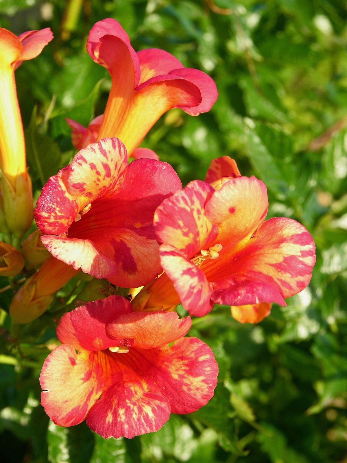 Bignone x tagliabuana Orangeade® 'Tracamp'