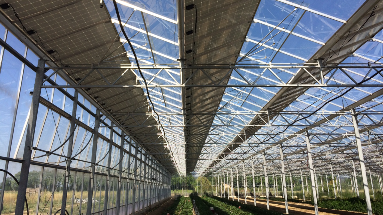 Agrivoltaïsme : quels bénéfices pour les producteurs et les productions ?