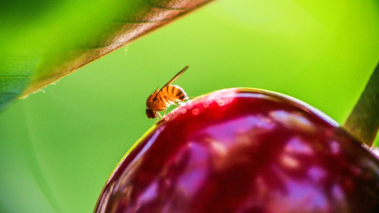 Présentation du PARSADA