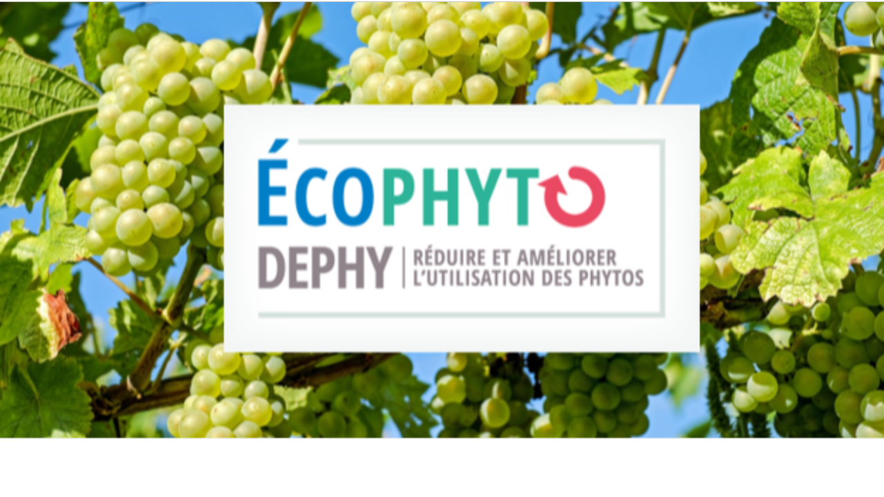 Rencontres nationales DEPHY viticulture : 10 ans de résultats