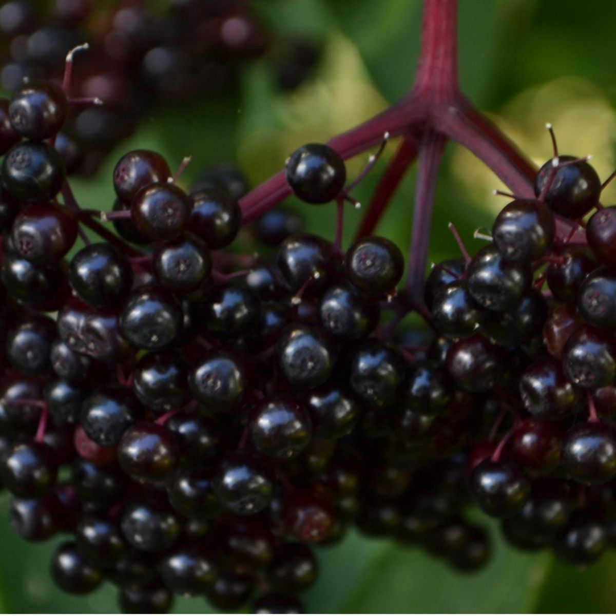 Elderberry