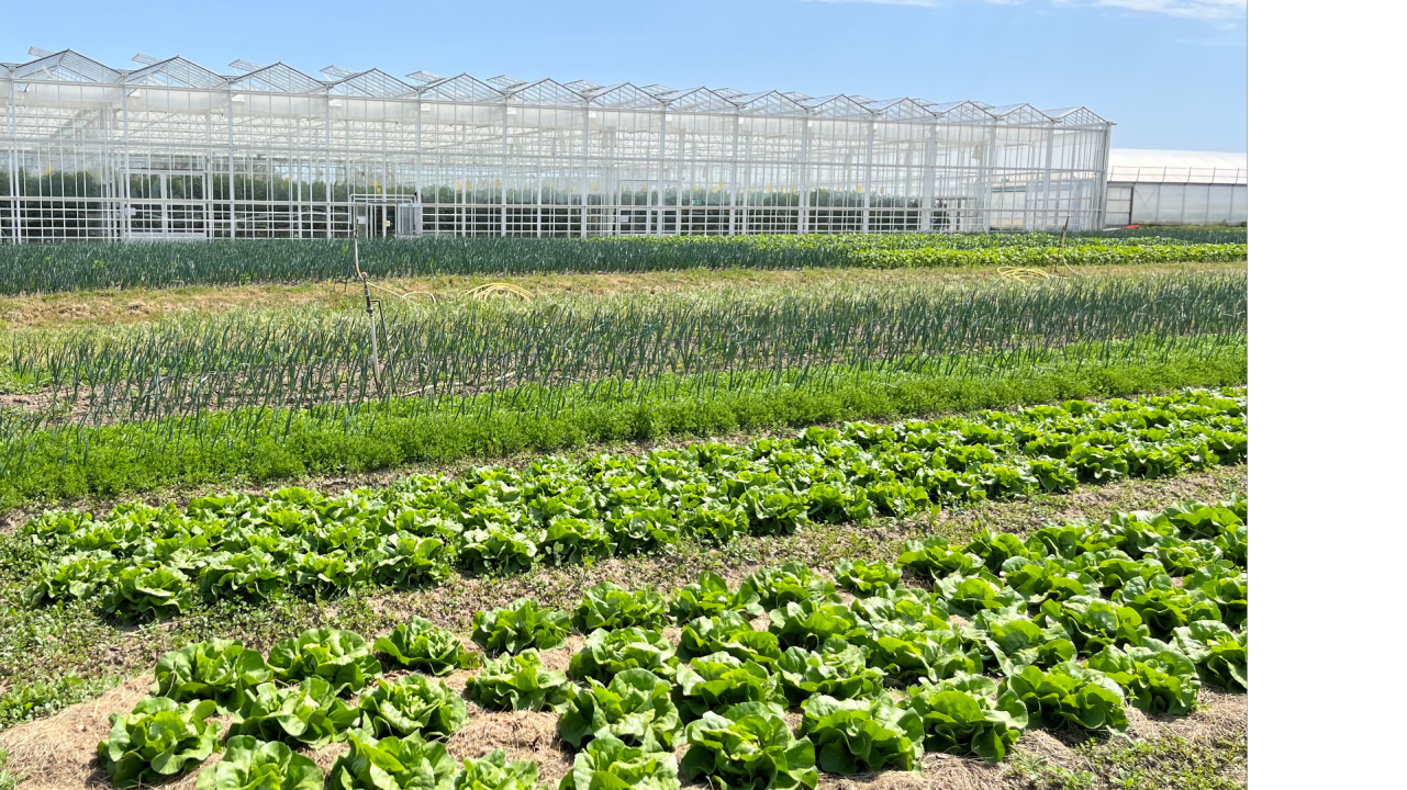 Implications des producteurs de la filière Légumes